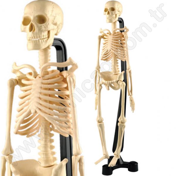 Skeleton 50 cm