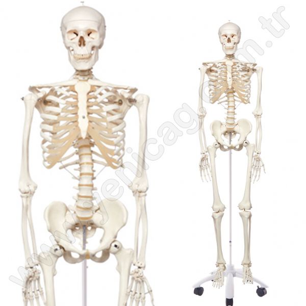 Large Skeleton 160 Cm